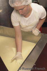 Cutting the curds at Silvery Moon Creamery